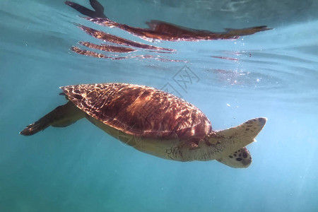 濒危物种EretmochelysInbritahawksbill海龟在绿水小地瓜德罗普法国西图片