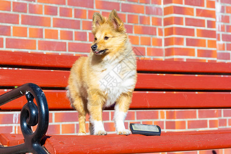 给一只年轻的设得兰群岛牧羊犬梳理毛发图片