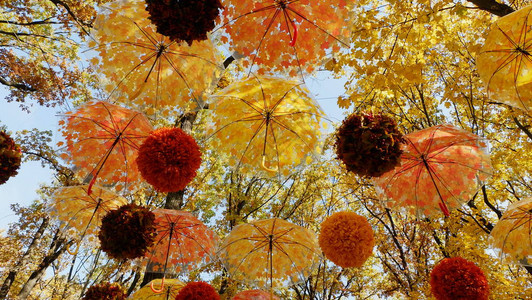 秋天Umbrella树叶挂在秋天图片