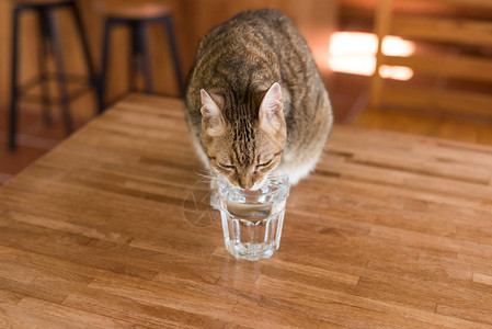 猫在家里的桌子上喝水图片