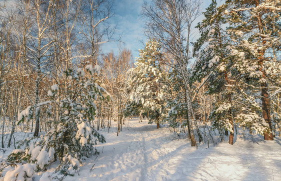 在雪林中行走雪图片