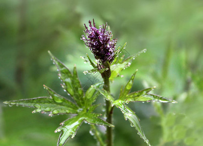 小紫花在长干上有尖利的叶子图片