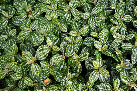 Pileacadirei原生植物天然绿色背景装饰图片