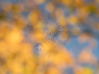秋背景分散焦点的11月色彩多的树叶在图片