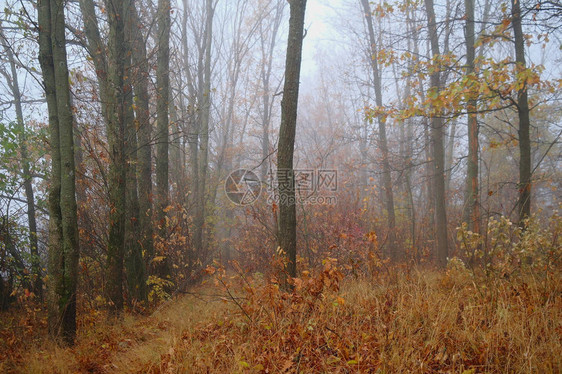 有雾的早晨的秋天森林图片