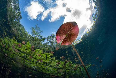 墨西哥水下花园和水植物洞背景图片
