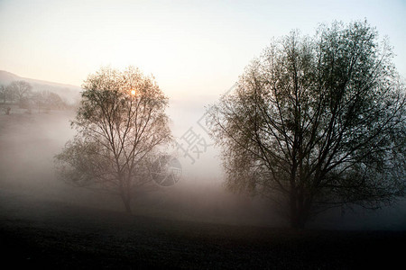 有雾的早晨夏天风景与一排树雾蒙的早晨在森林里美丽的大图片