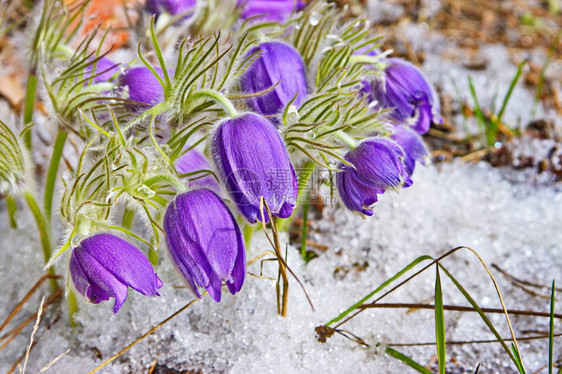 春天的花朵雪花莲梦草图片