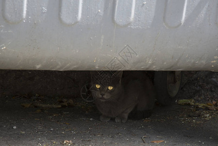 灰猫躲在垃圾桶下面图片