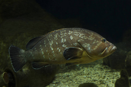 暗石斑鱼黄腹石斑鱼黄腹石斑鱼Epinephelusmargi背景图片