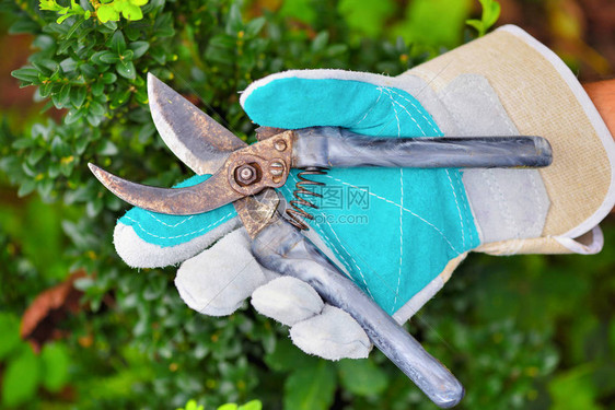 园丁之手用旧的修剪器在花园里工作图片