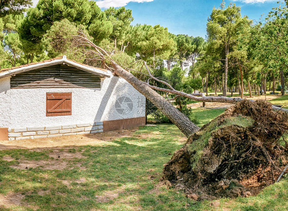 一棵大松树倒在一栋小私人房屋的顶上图片