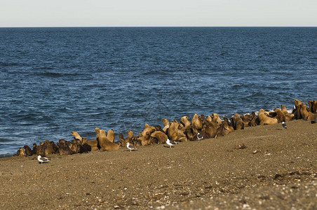 海滩上的海狮聚居地阿根图片