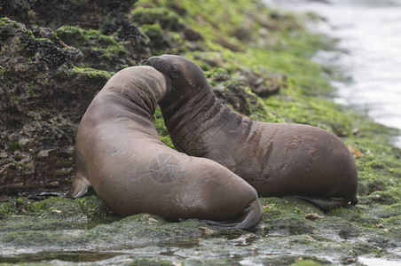 海狮幼崽阿根廷巴塔哥尼亚图片素材