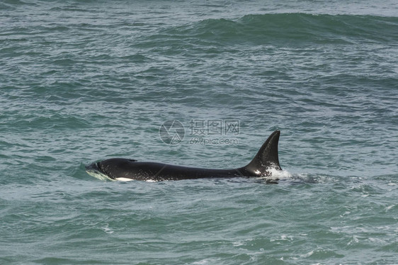 Orca攻击海狮巴塔图片