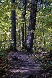 在树干之间的秋季公园的空乡村公路图片