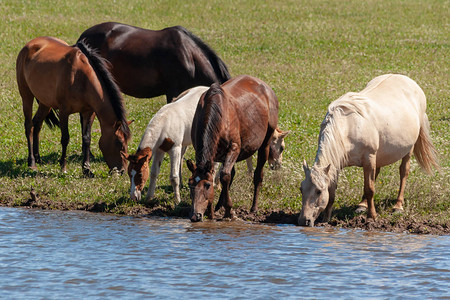一群马和野马在炎热的夏日从池塘里喝水图片