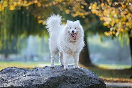 欢乐的流浪狗站在秋天图片