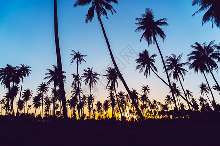 东方明珠剪影剪影椰子棕榈树与日落和耀斑天空背景背景