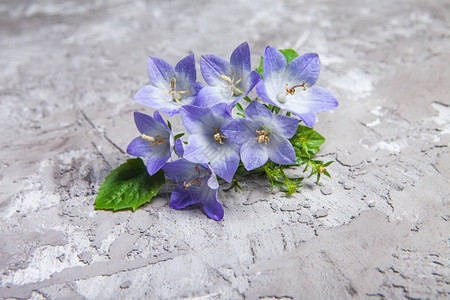 白色和紫色的花朵美丽的春天背景还有图片
