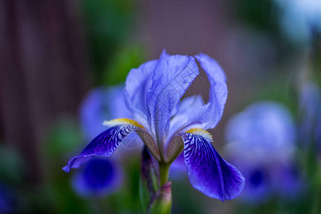 蓝色鸢尾花可爱的花蕾图片