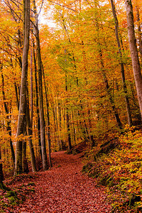 美丽的橙色和红色秋天森林图片