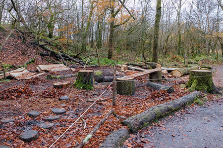 苏格兰的一个树木砍伐和维护区域在冬季暴风雨后用苔藓覆盖的树木和落叶清图片