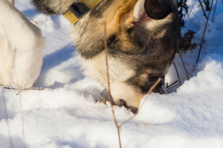 狗用鼻子挖雪图片