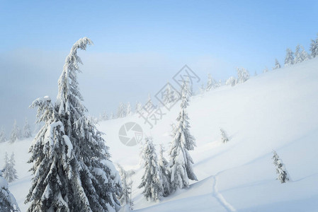 以冬季自然为背景山坡雪地中的云杉树雾霾景观图片
