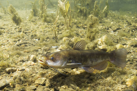 棕色牛头鲶鱼Ameiurusnebulosus水下摄影淡水鱼在干净的水和自然栖息地自然光湖泊和河流栖息图片