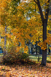 在树下形成一层的地毯有种子的秋天分支在阳光下秋天最亮的时候是金秋树木图片