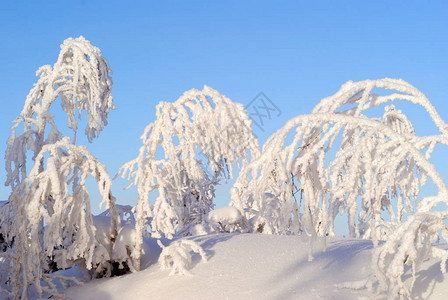 木树枝上覆盖着蓬松的雪晶图片