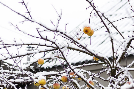 冬天下雪时黄苹果在树图片