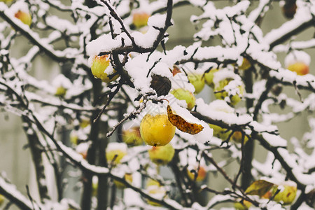 冬天下雪时黄苹果在树图片