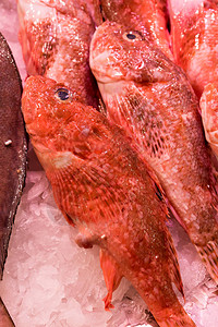 市场海鱼图片