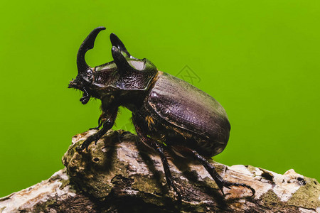 大昆虫的宏观摄影稀有角甲虫有绿图片