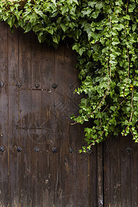 绿色常春藤的木墙图片