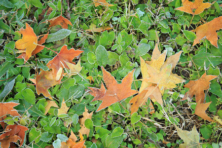 上的秋天枫叶图片