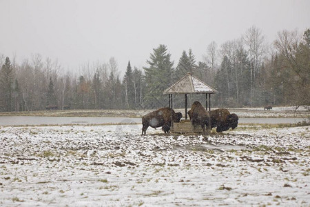 美国野牛在冬日图片
