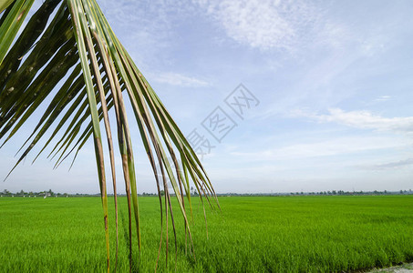 环绕着绿稻田美丽景观的农村地区风景图图片