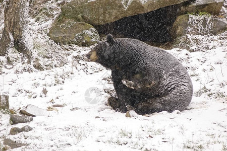 冬天暴风雪中的一只孤独的熊图片