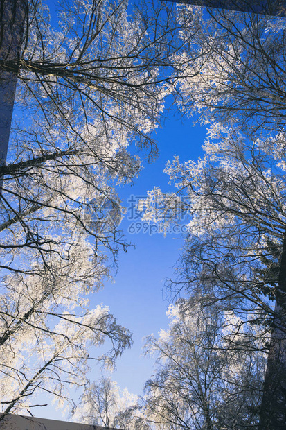 冬天是雪冰霜风景阳光照日落树图片