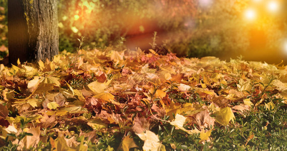 在美丽的秋天秋背景图片