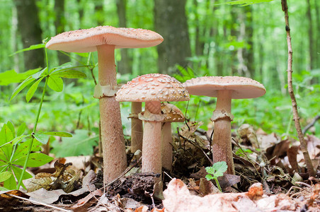 在木材中生长的食用蘑菇组Amanitarubes图片