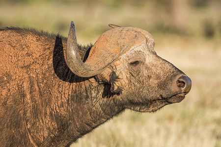 南非大草原上开普布法罗公牛的肖像图片