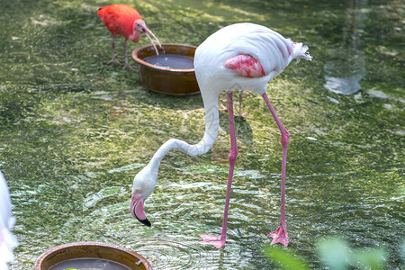 火烈鸟在野生物保护区中放松图片