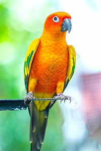 多彩鹦鹉在栅栏上放松这只爱鸟住在森林里被家畜图片