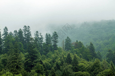 老云杉冷杉和松树森林中的健康绿树日出时雾中云杉图片