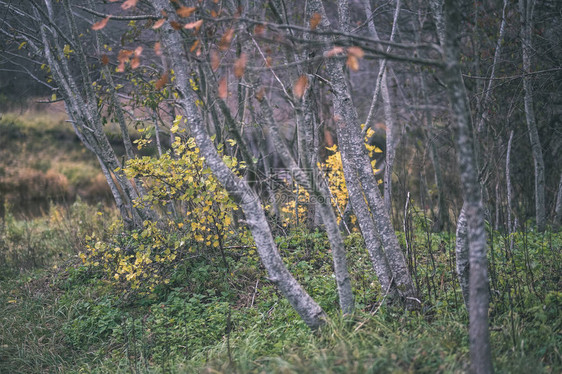 树枝上最后一片落叶的孤树图片