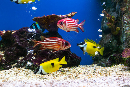 关闭美丽的鱼在水族馆装饰水生植物背景鱼缸里的一条背景图片